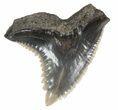 Fossil Hemipristis Shark Tooth - Maryland #42537-1